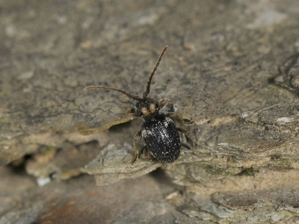 Anobiidae Ptininae?  S, Ptinus cfr. bidens